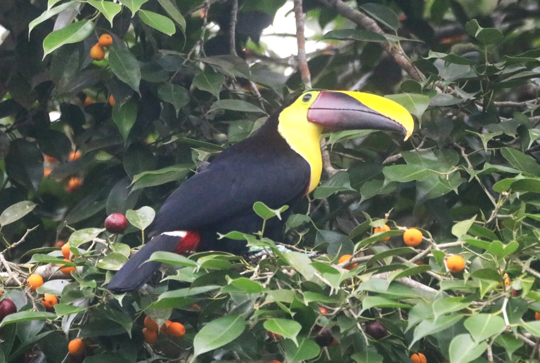 Manuel Antonio (day-trip deals)